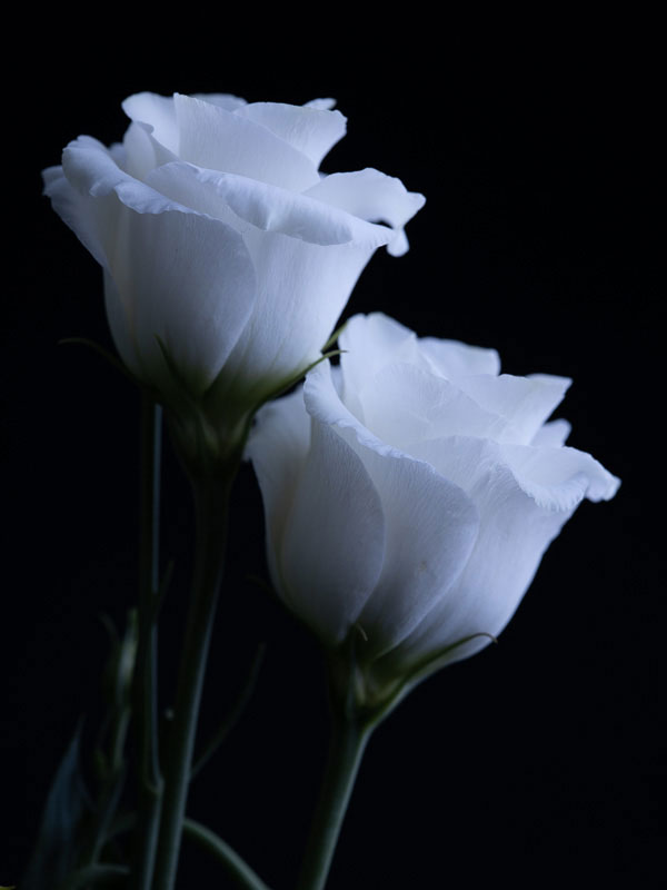 floral-lisianthus-blanc-deux