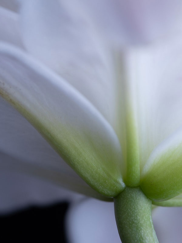 photo-entreprise-photo-florale-lys-blanc-detail-tige-aline-dubail-photographe-lille-marcq-en-baroeul