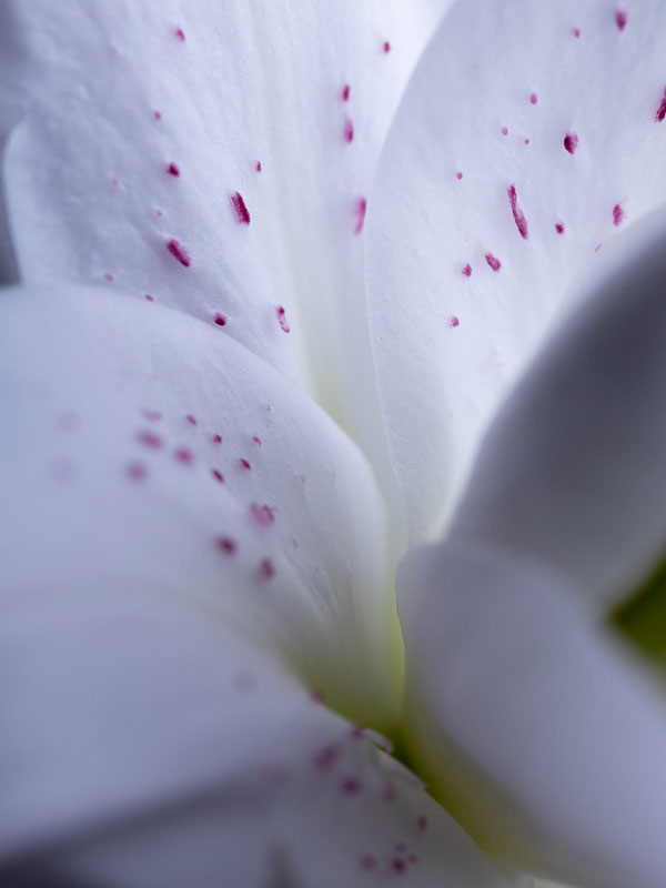 floral-lys-blanc-detail