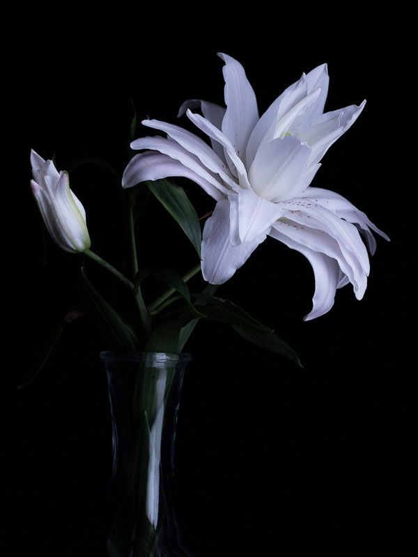floral-lys-blanc-vase