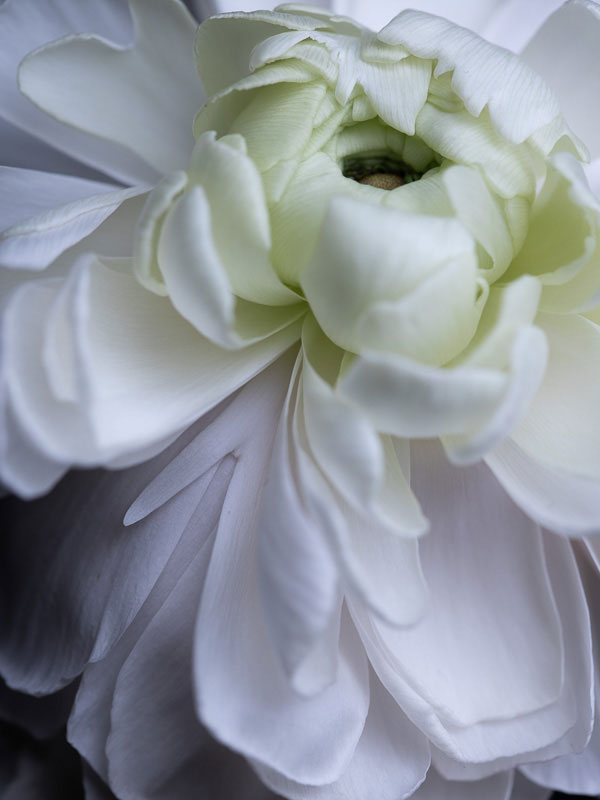 floral-pivoines-blanches-detail