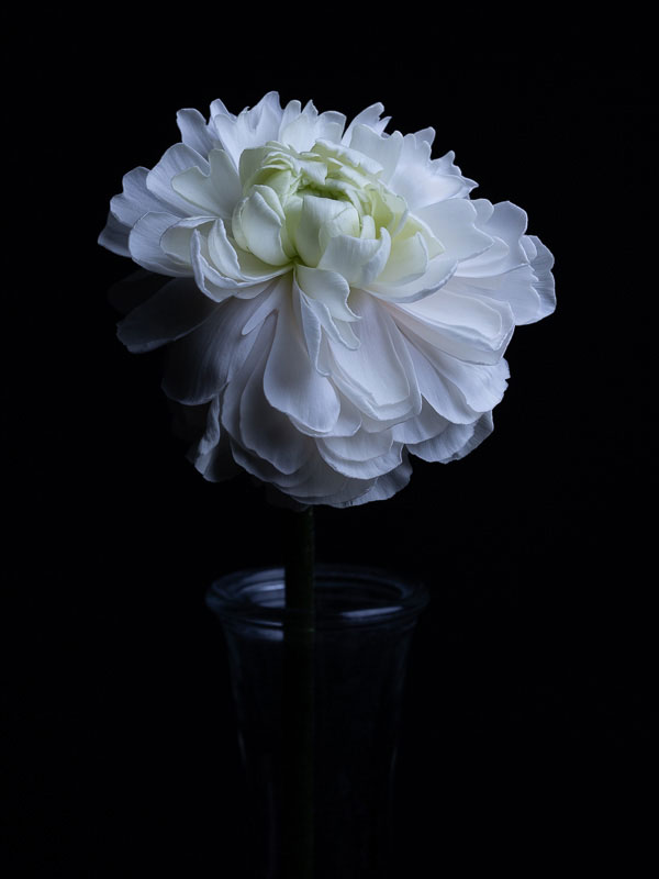 photo-entreprise-photo-florale-pivoines-blanches-aline-dubail-photographe-lille-marcq-en-baroeul